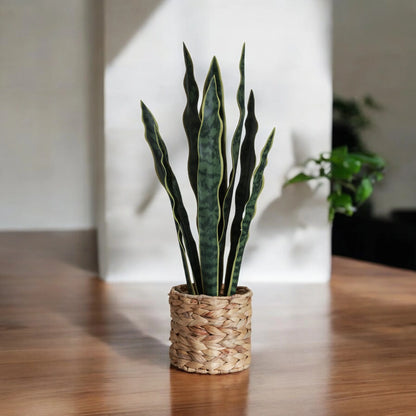 (3 Pack)   24.3" Artificial Snake Plant in Rattan Basket