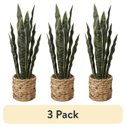 (3 Pack)   24.3" Artificial Snake Plant in Rattan Basket