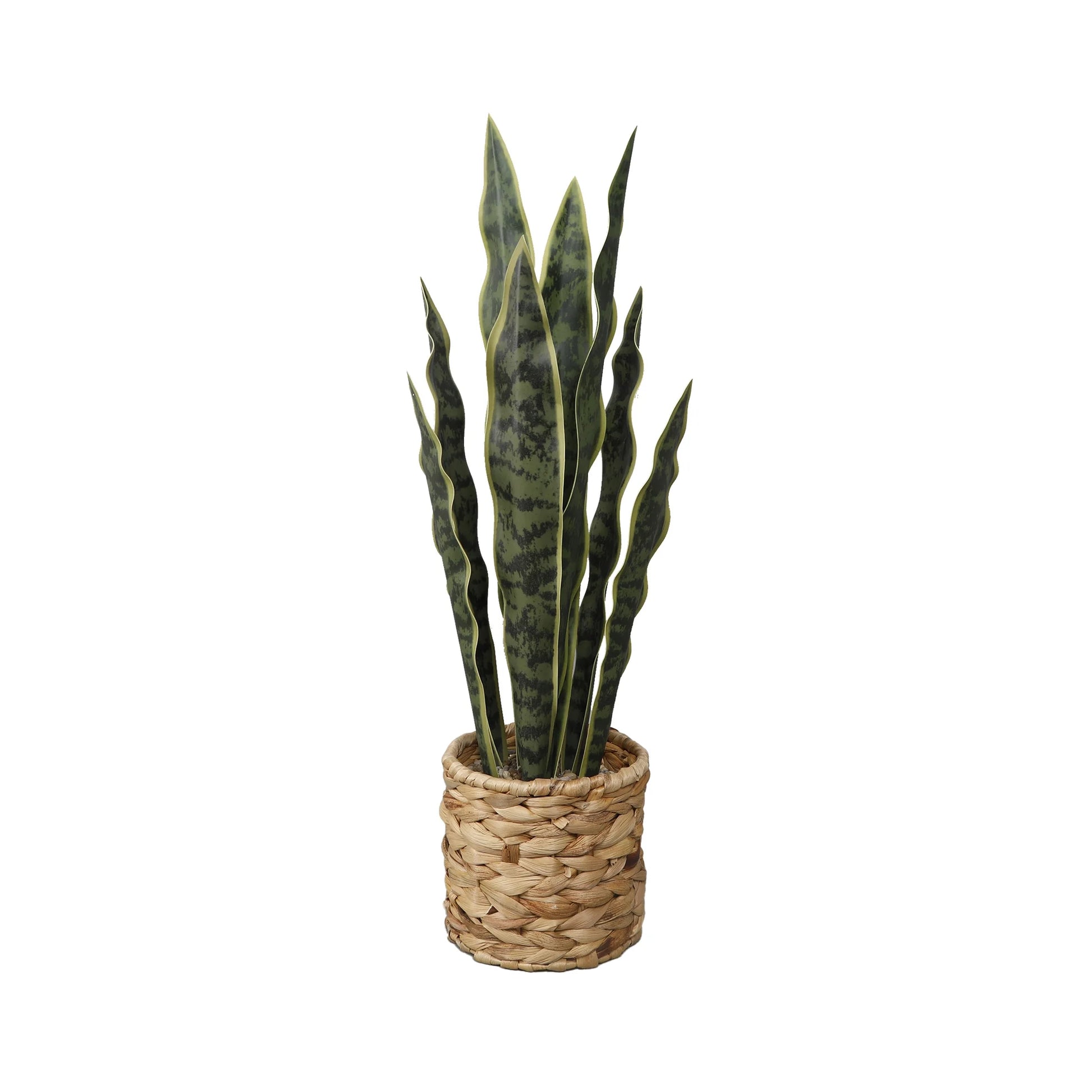 (3 Pack)   24.3" Artificial Snake Plant in Rattan Basket